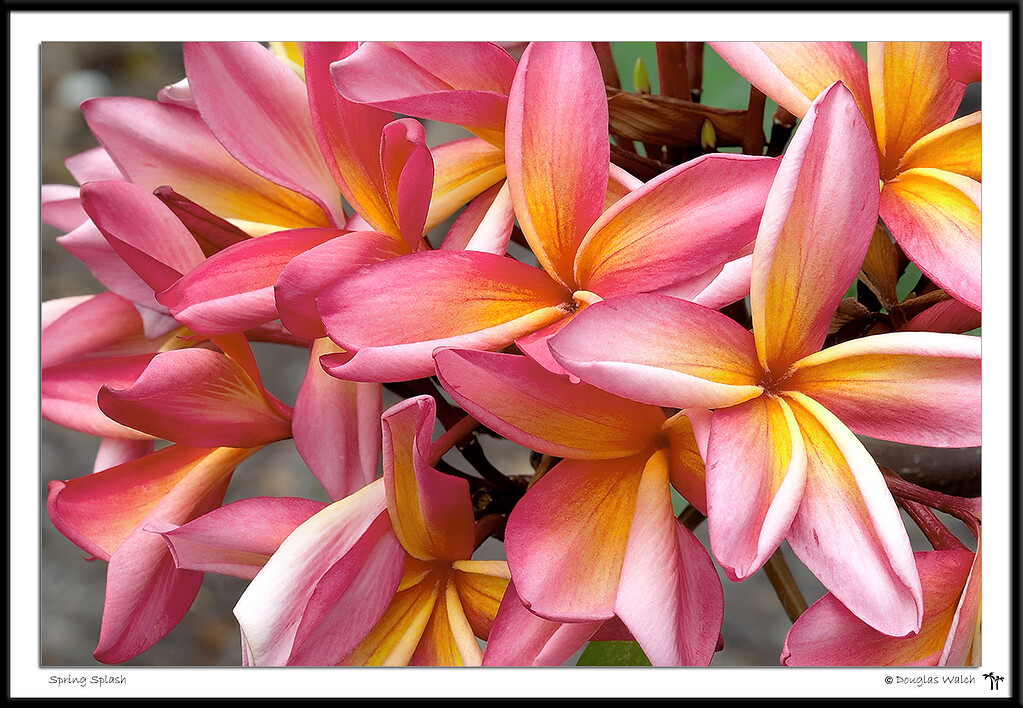 Spring Splash Keeping it Natural Topaz Community