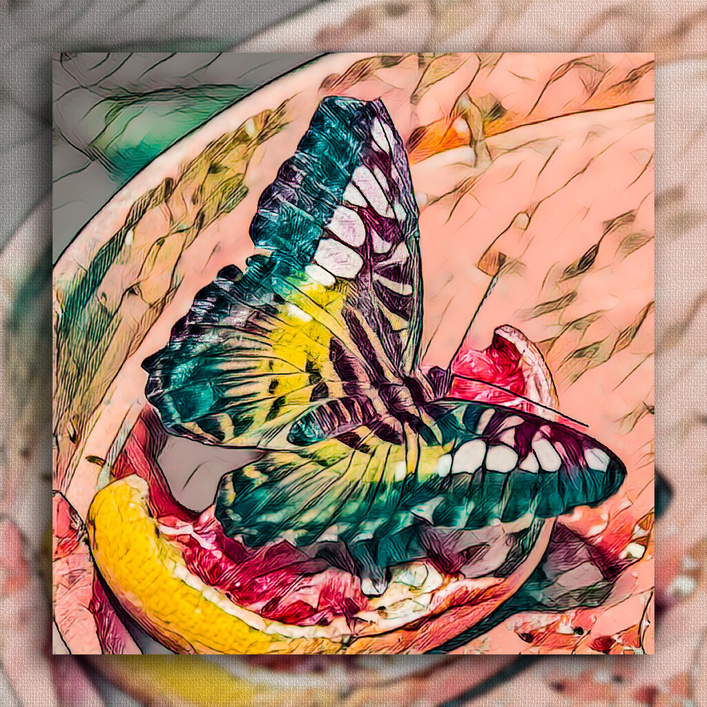 Float Like a Butterfly Other Cool Photos Topaz Community