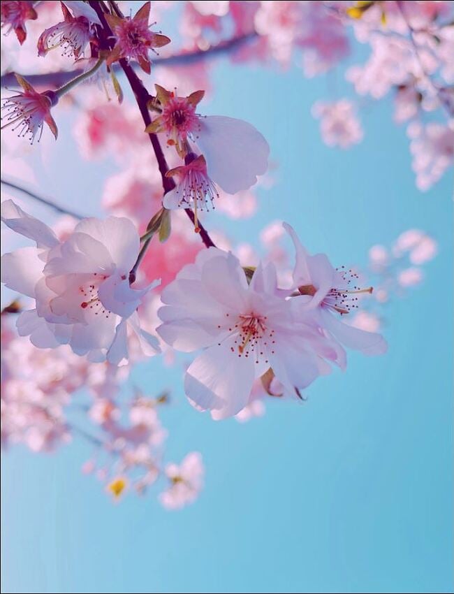 Fotomaker_ORIG-StockPhoto_CherryBlossoms