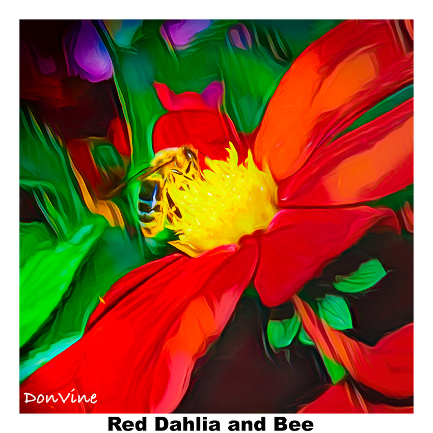 041103_124804_31-XTIQRed%20Dahlia%20%26%20Bee_(Albuquerque%20-%20New%20Mexico)