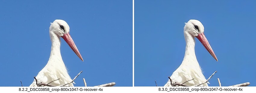 Stork