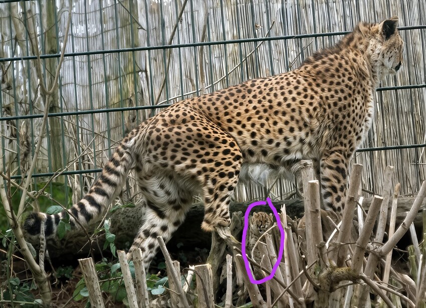 gepard076_can.mpg_snapshot_00.22_2025.04.19_18.52.56-gigapixel-redefine-3410w