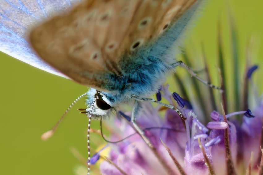 _56A8068_DP3-Tyr-high fidelity v2