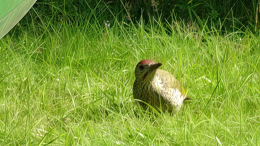 DSC00042-topaz-photo-focus-All-50-100-gigapixel-redefine-subtle-A Green Woodpecker standing in long grass-topaz-photo-upscale-2x-Standard V2-1-10-1-BEST 3