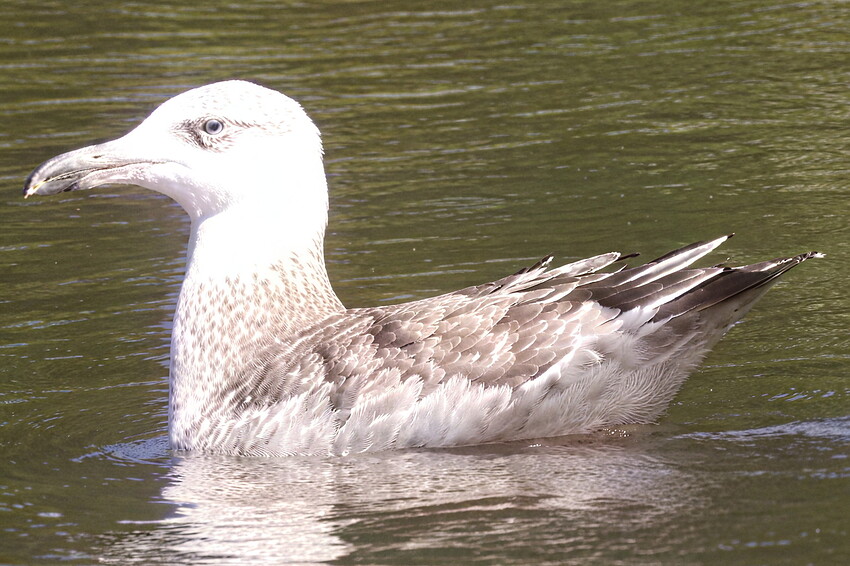 Seagull_orig_cr_0002