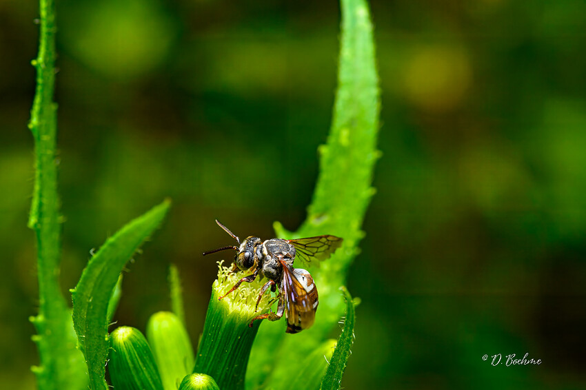 _DSC6452-topaz-denoiseraw