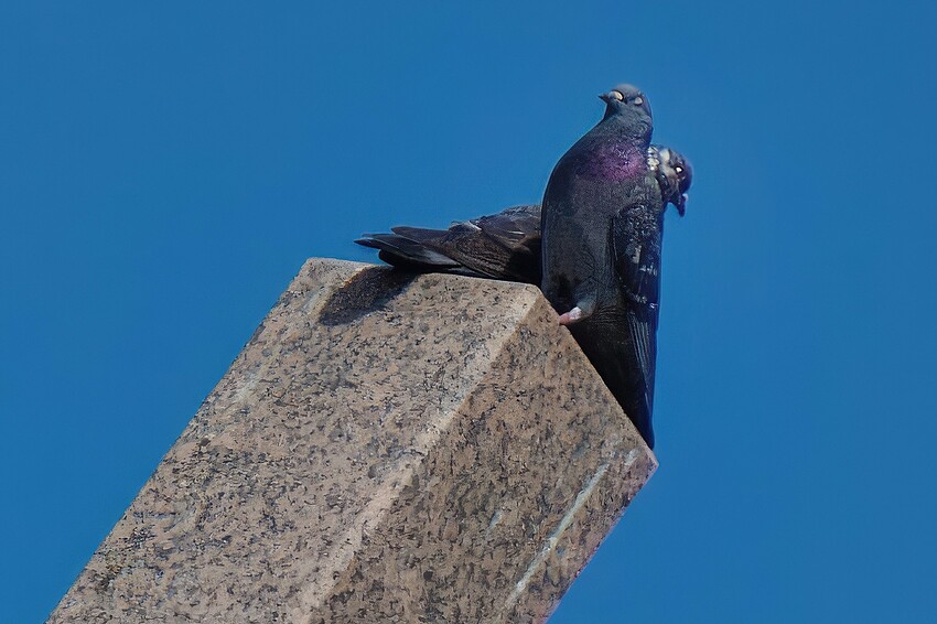 _DSC6793_DxO-gigapixel-high fidelity-2x-SharpenAI-Focus