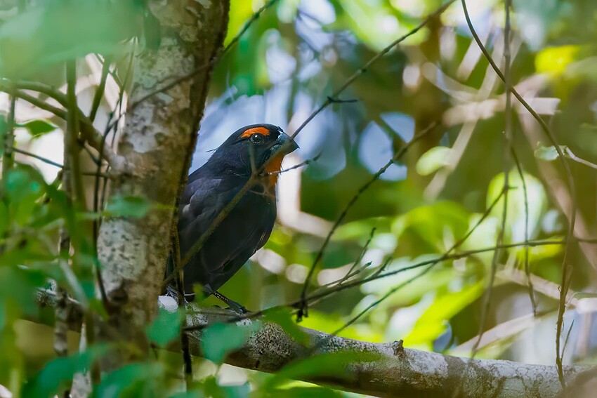 Bullfinch_Superfocus