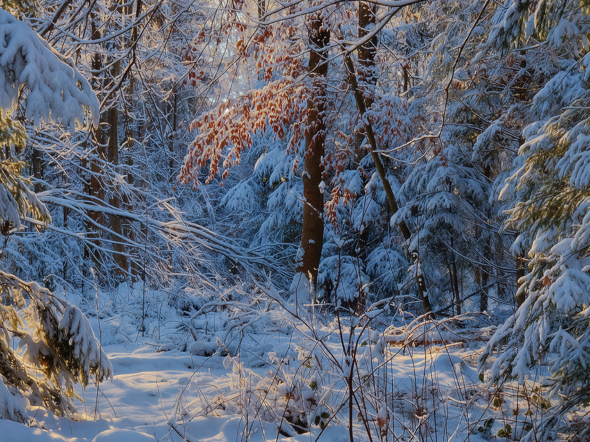 _56A2051-DP3_2-DP3_3-DP3_4-DP3_5-DP3_Compressor