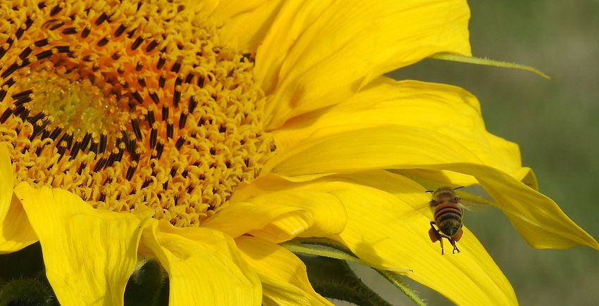 bee%20landing%20long