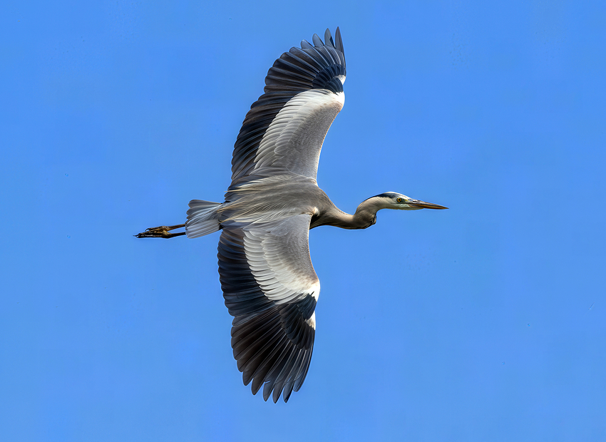 IMG_1225-gigapixel-redefine-realistic-6x