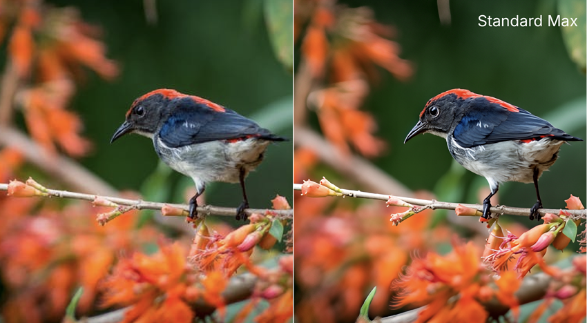 pexels-bitnik-31047866.jpg_before_and_after