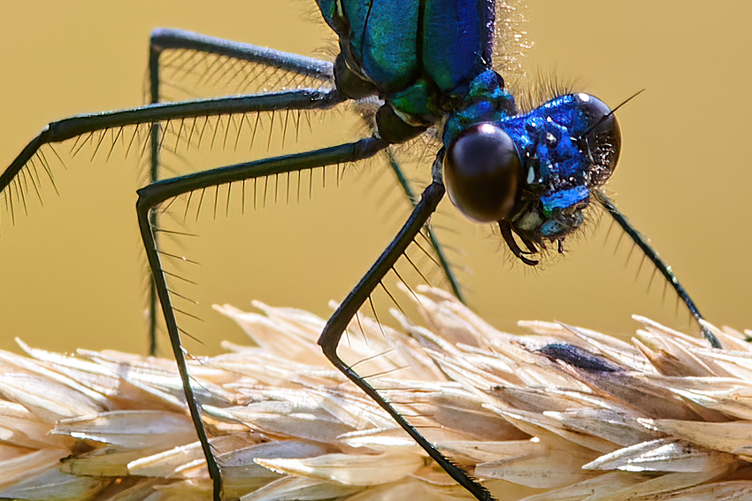 _0003_5_5_2-LowRes%20%20%20Sharpen