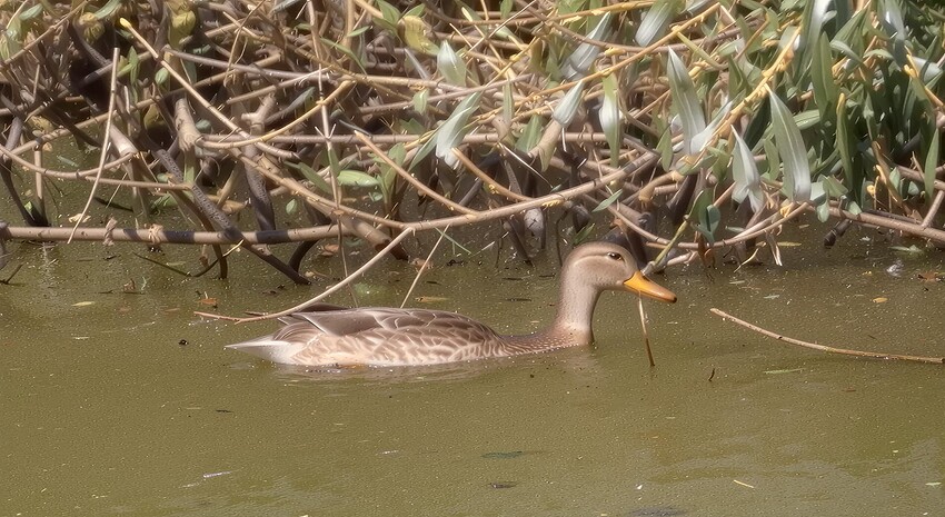 IMG_3168_crop_bloom_subtle_6x(3)