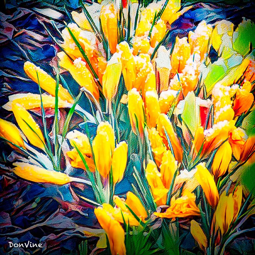 (N)060429_065136_1263-XSIQ(Frosted%20Golden%20Crocus_Vail%20-%20Colorado)_(N)_060429_065136_1263-XSIQ