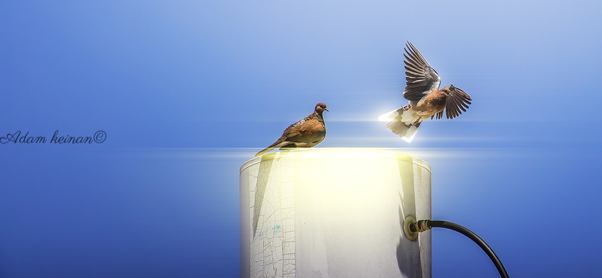 IMG_3227-CR2_-220210427