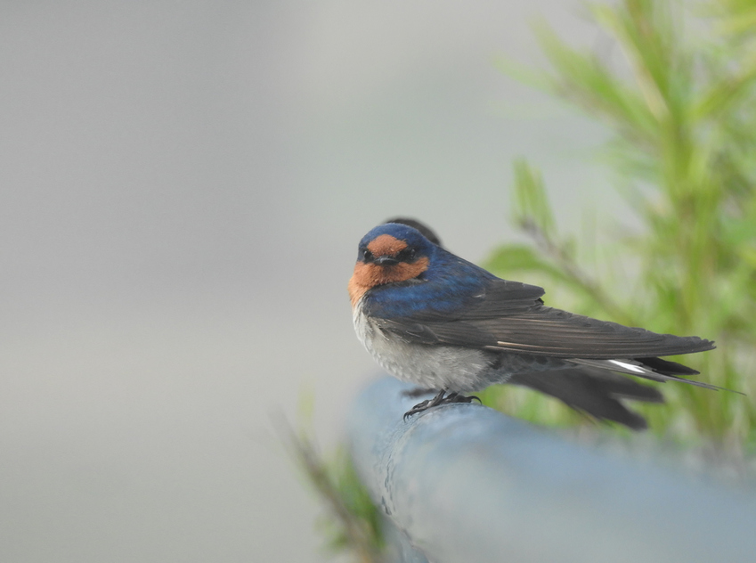 a%20swallows%20on%20a%20foggy%20morning