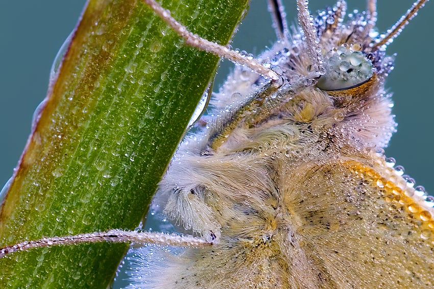 _56A6406_DP3-Tyr-Wonder New W