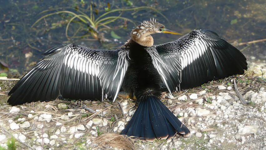 P1050206-gigapixel-redefine-realistic-2x-topaz-sharpen-healing-focus-1