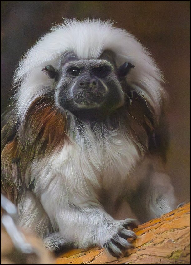 Cotton Top Tamarin II