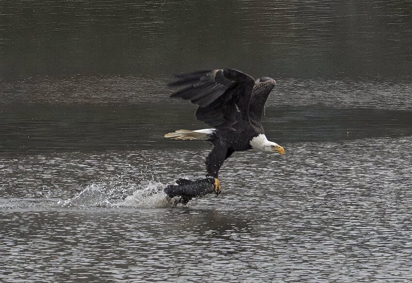 P1050199 sh-gigapixel-redefine-realistic-1x