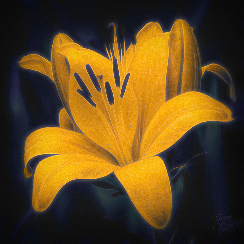 a%20yellow%20lily%20dual%20navy%20yellow%20moody%20tomrad