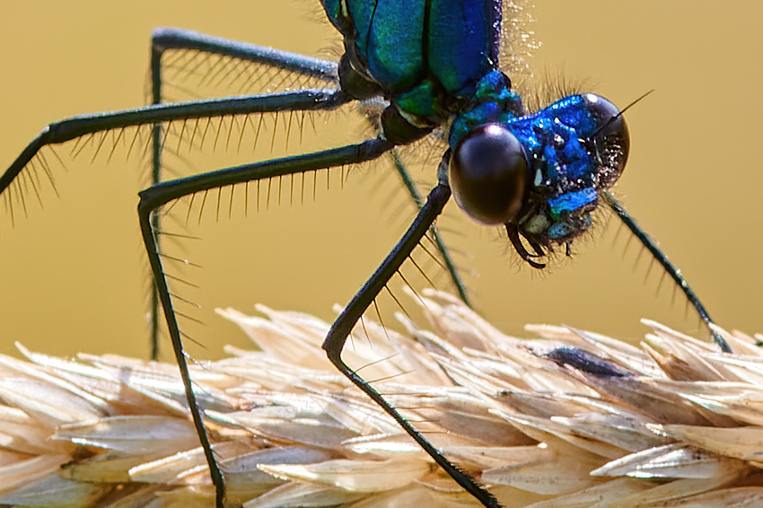 _0000__5-4-5_Standard