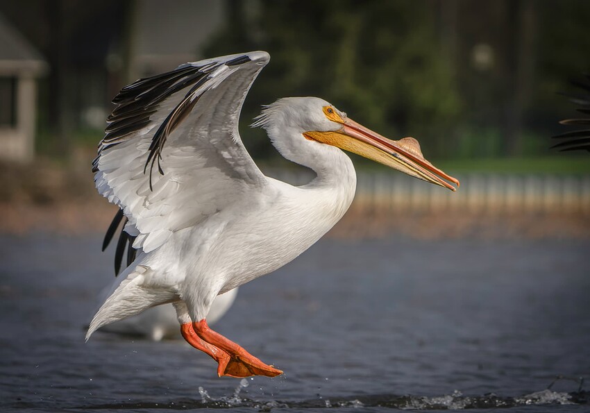 20240325-RSO06146-ARW-Edit-Edit