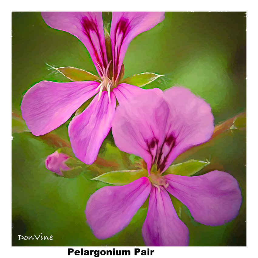 Pelargonium%20Pair_(Wichita%20-%20Kansas)_020817_162004_11764-XTIQ