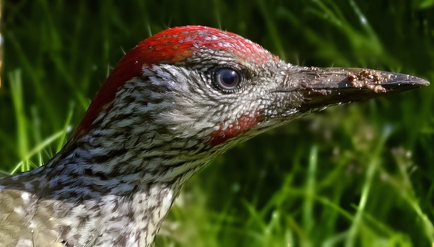 Woodpecker-Green_Portrait_HitPaw-topaz-sharpen-upscale-2x