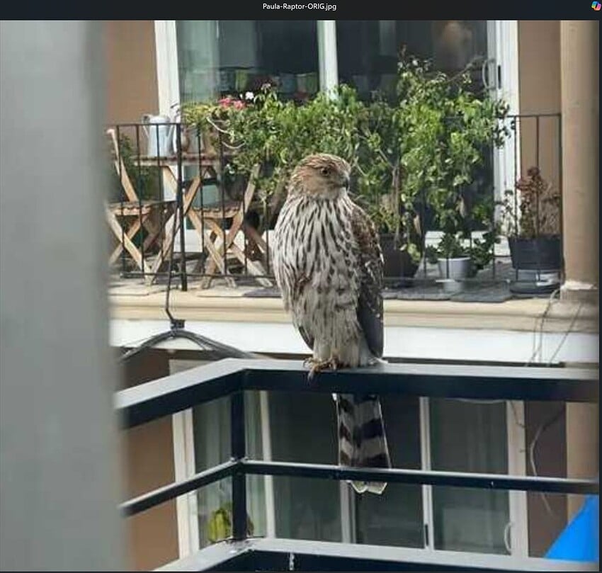 Fotomaker_PaulaRaptorPic-ORIG-LowRes