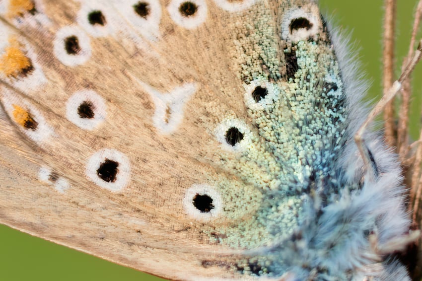 _56A8237_DP3-Tyr-high fidelity v2