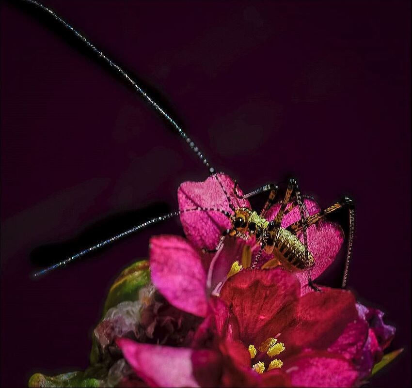 PsCamRaw-TopazSharpenAISoftNormal