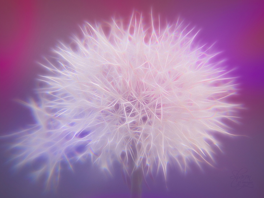 a%20spritzed%20dandelion%20pink%20radtom-Edit