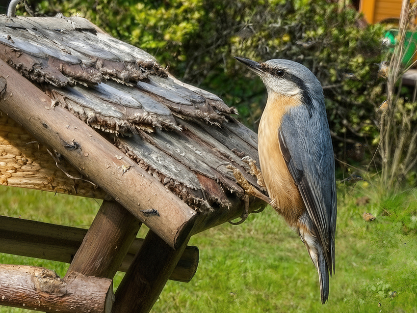 Nuthatch_gemini_cloud-redefine-realistic subtle prompt-6x-crop