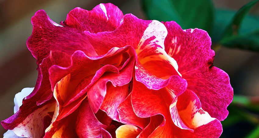 Half Rose 10-15-22-AIS-4.1-Standard