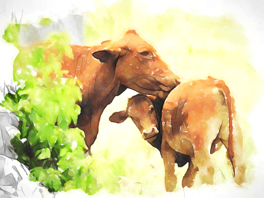 a%20cow%20bath%20time%20WCS%20TS
