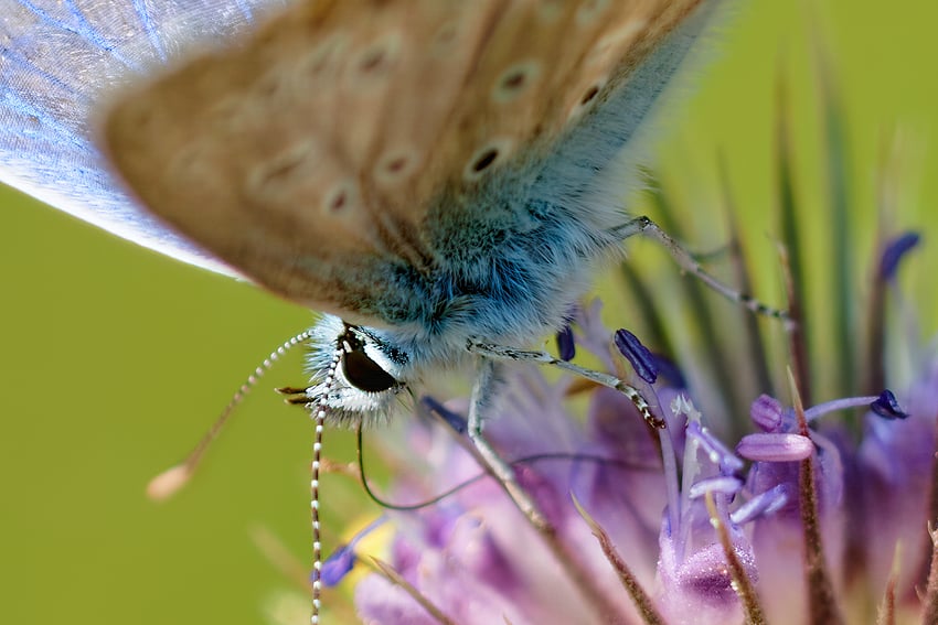 _56A8068_DP3-Tyr-Wonder 2