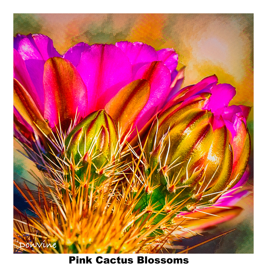 Pink%20%20Cactus%20Blossoms_(Apache%20Junction%20-%20Arizona)_150327_192949_19317-XTIQ