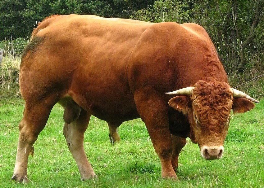 Bull gigapixel low res 4x