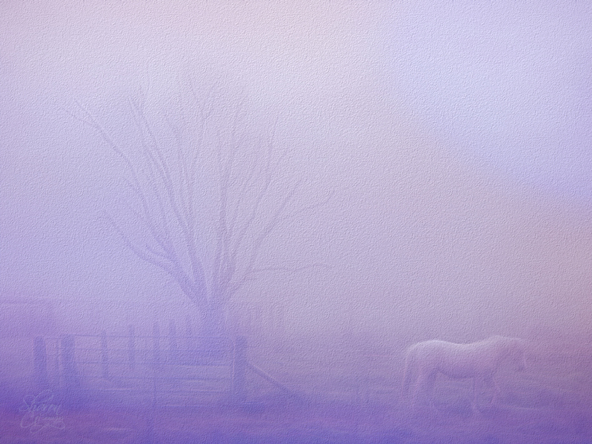 a%20foggy%20horse%20tomrad%20emb