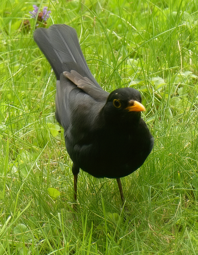 Blackbird_P1010733-gigapixel-redefine-realistic-4x-cloud-wonder 2-2x_lowered-green