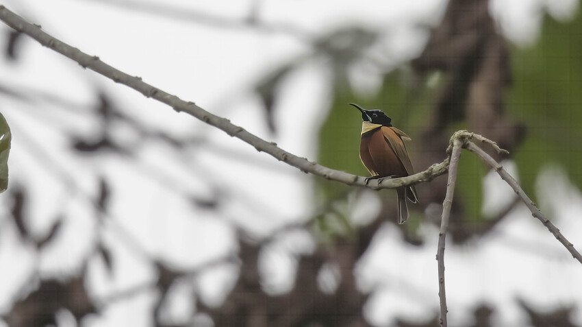 Souimanga à gorge rousse - Buff-throated Sunbird - Chalcomitra adelberti - Kakum National Park - GHANA_439009