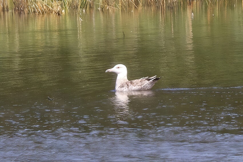 seagull_c2_prompt