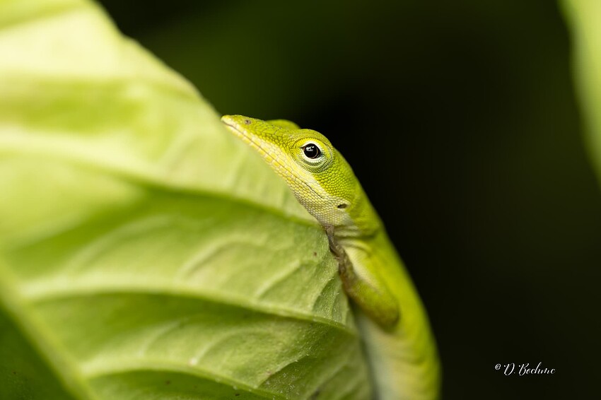 _DSC8109