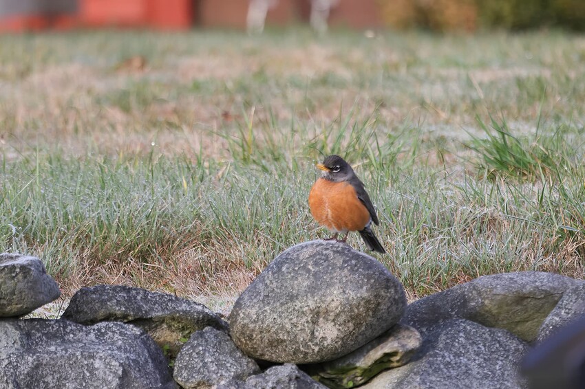 664A3734-topaz-denoise-enhance-sharpen