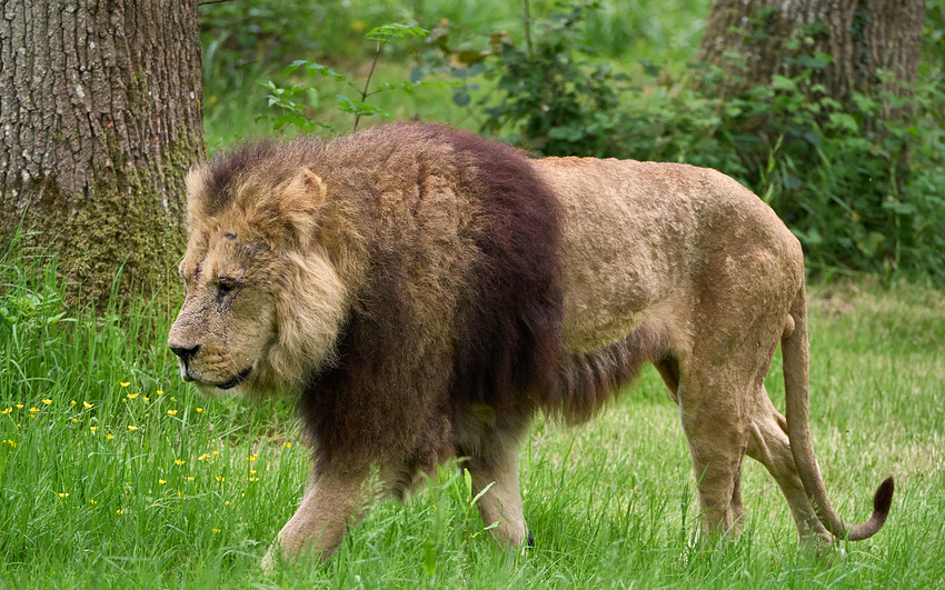 250529_G9ii_1018961-wildlife