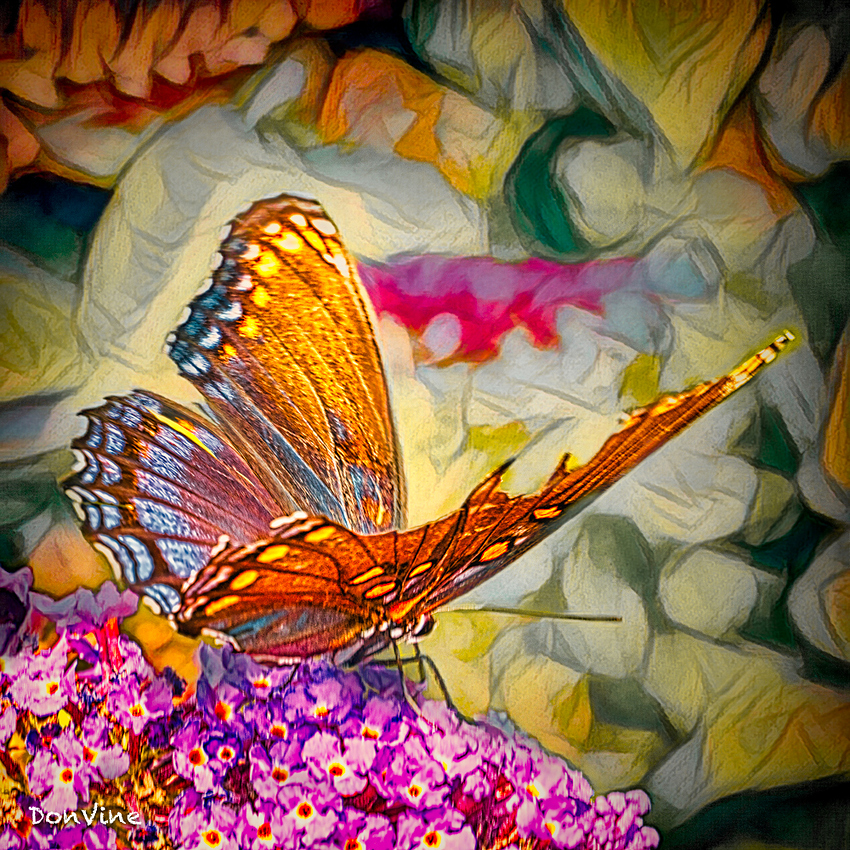 170902_121742_3814-XSIQ_(Slightly%20Battered%20Butterfly_Wichita%20-%20Kansas)_170902_121742_3814-XSIQ