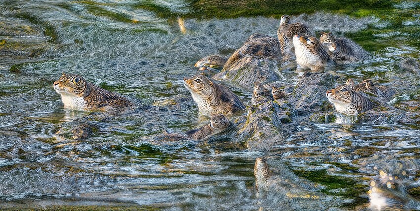 GH7A1740-gigapixel-redefine-1x-2