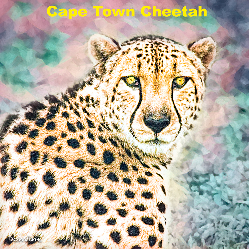 _(Cheetah)__(Cheetah)200819_000754_47606-XTIQ
